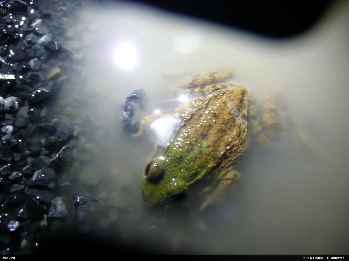 Green Frog