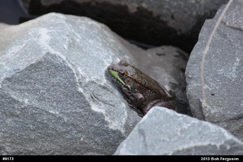 Green Frog