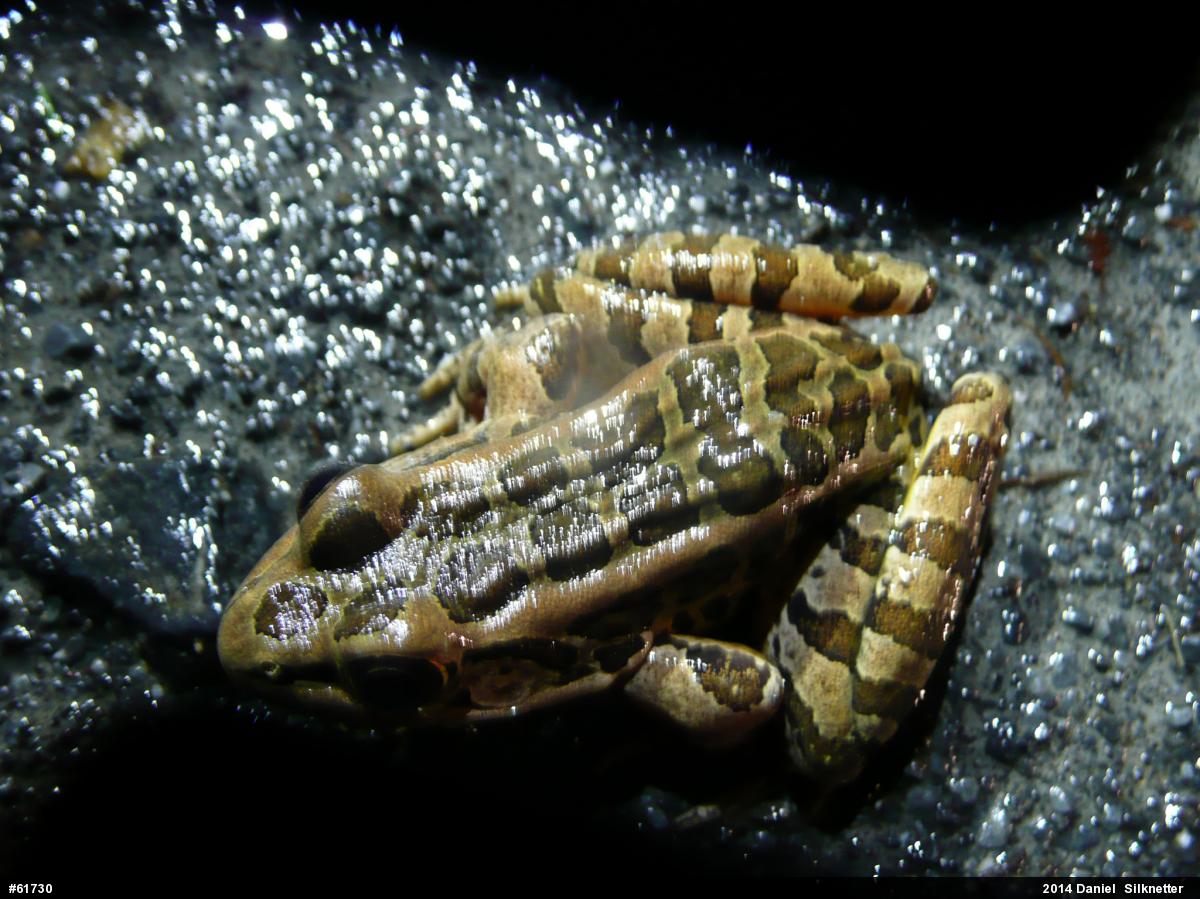 Pickerel Frog