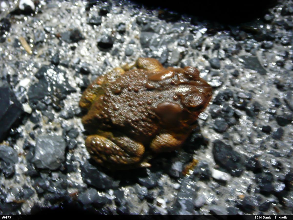 Eastern American Toad