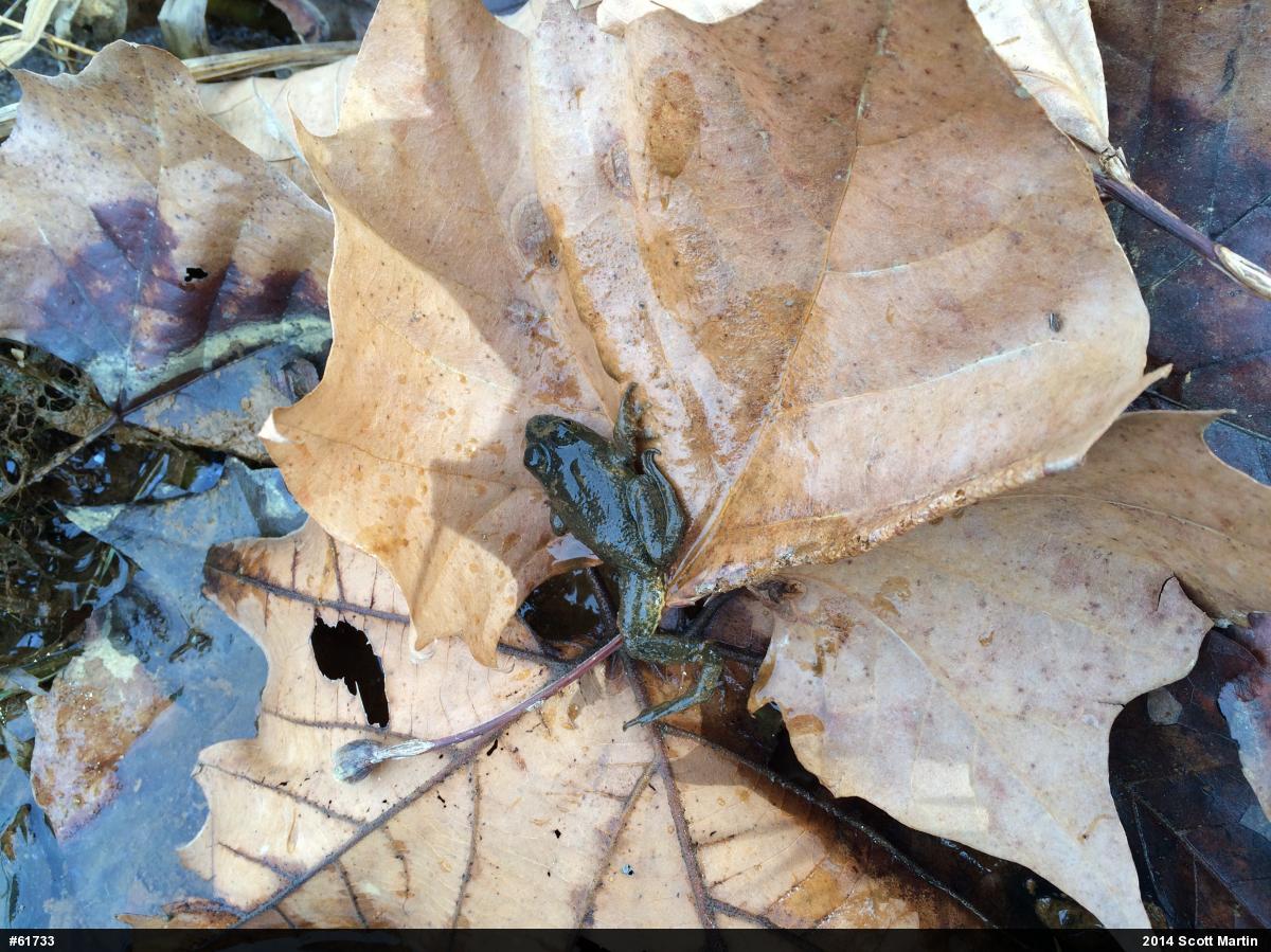 American Bullfrog