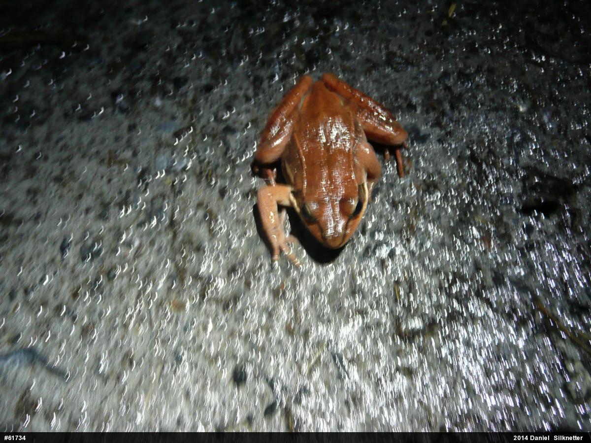 Wood Frog