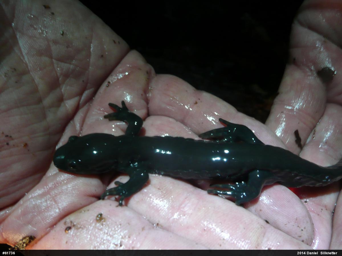 Jefferson Salamander
