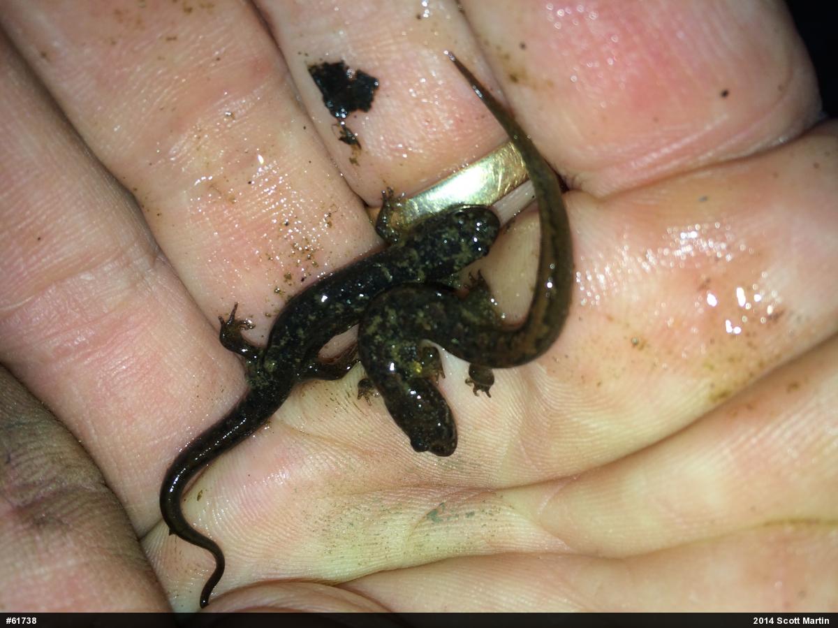 Northern Dusky Salamander