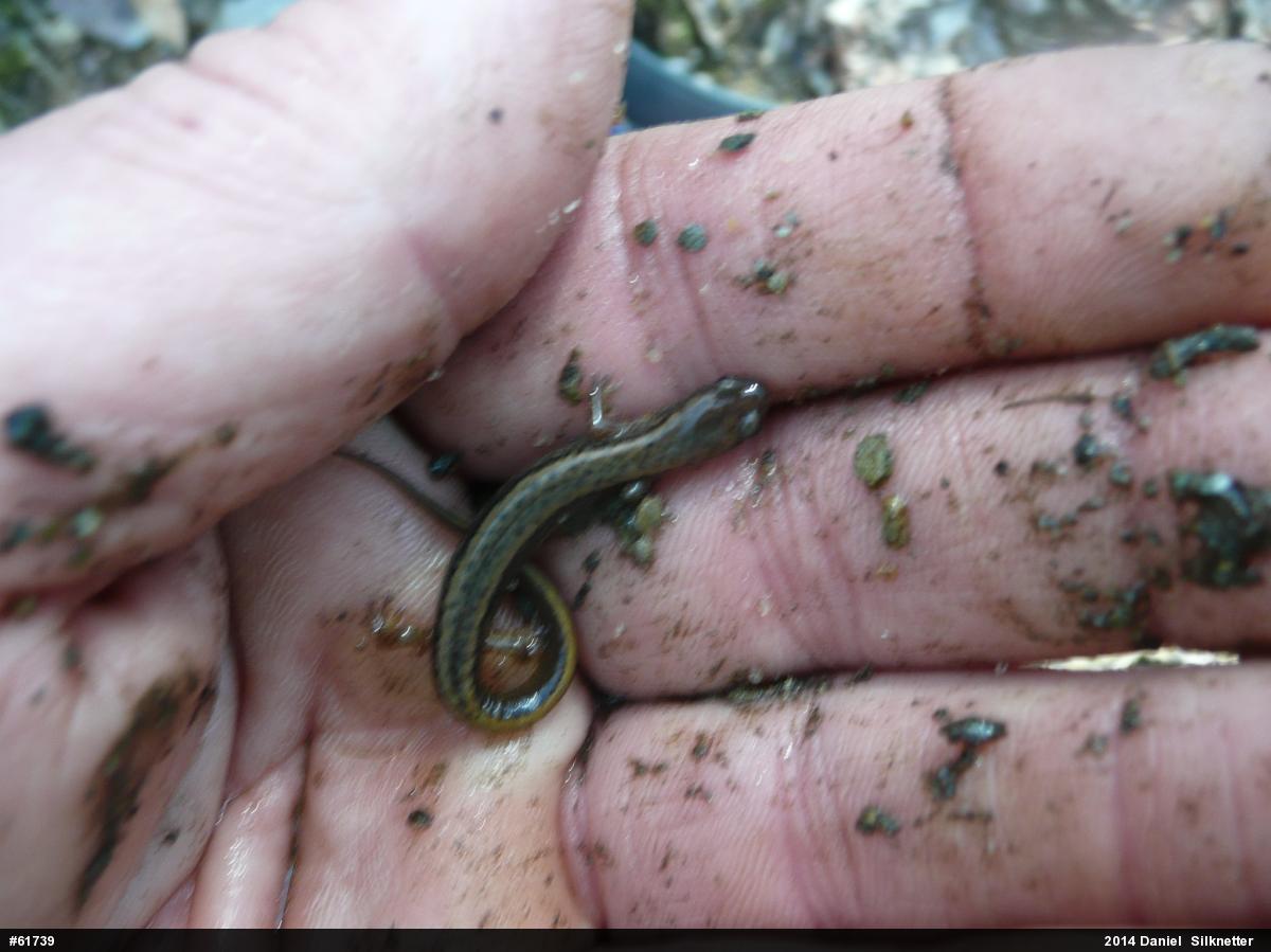 Northern Two-lined Salamander