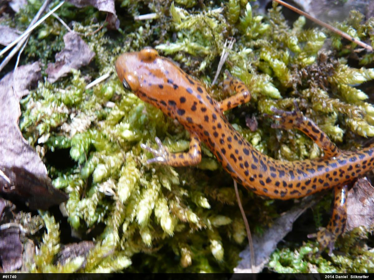 Eastern Long-tailed Salamander