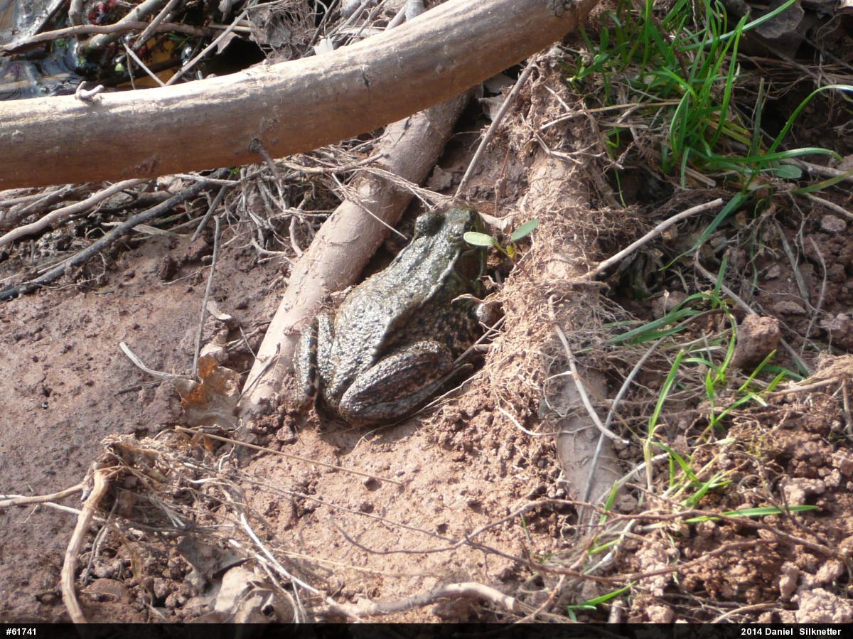 Green Frog