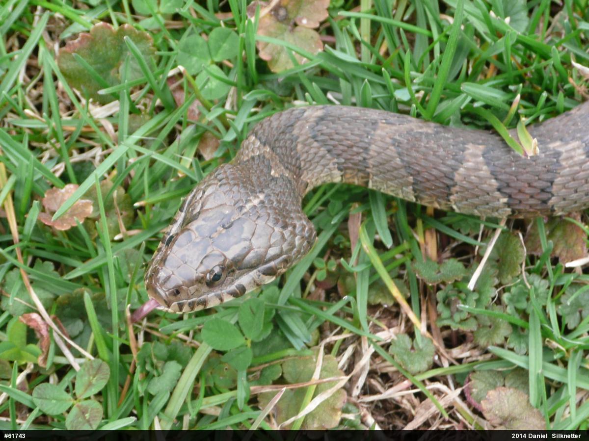 Northern Watersnake