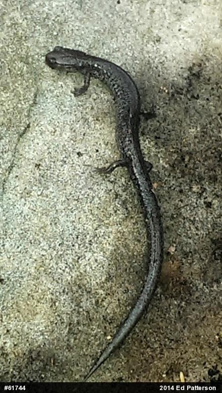 Valley And Ridge Salamander