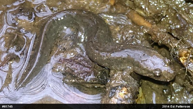 Northern Dusky Salamander