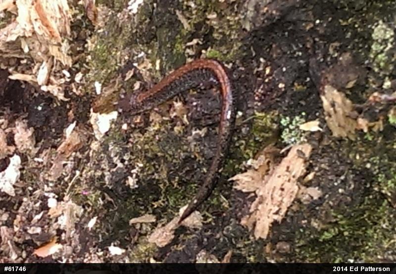 Eastern Red-backed  Salamander