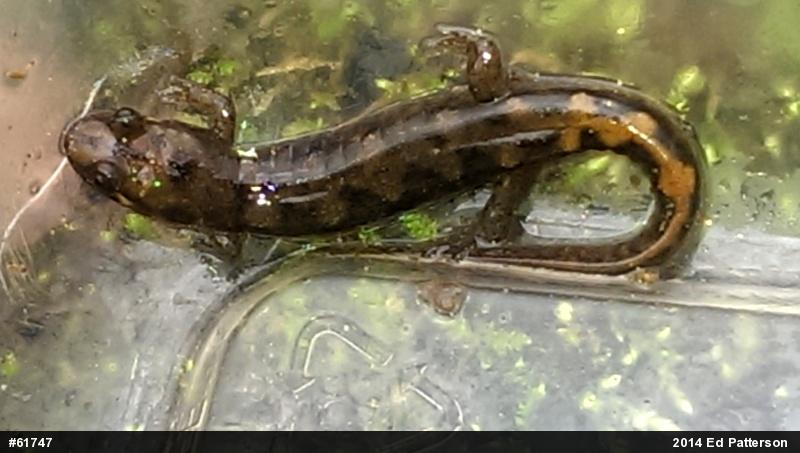 Seal Salamander