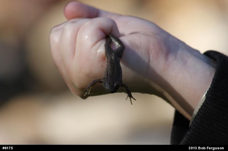 Green Frog