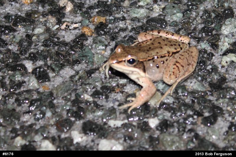 Wood Frog