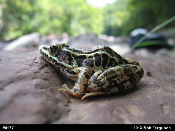 Pickerel Frog