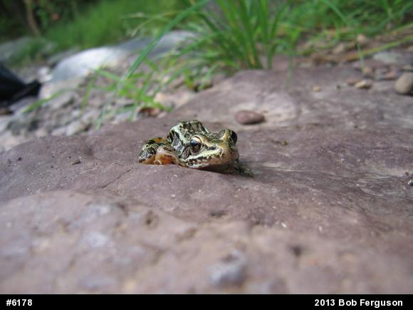 Pickerel Frog