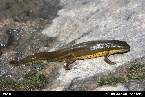 Red-spotted Newt