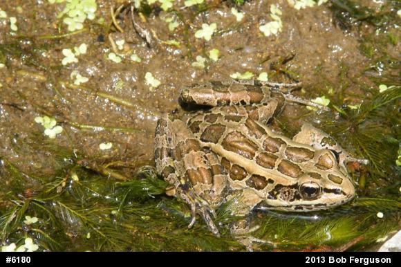 Pickerel Frog