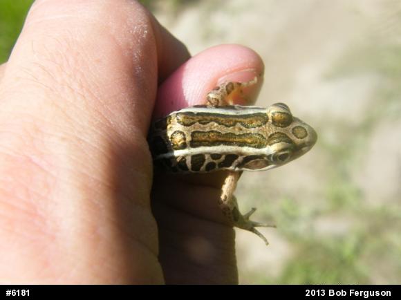 Pickerel Frog