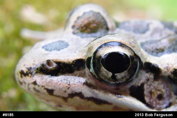 Pickerel Frog