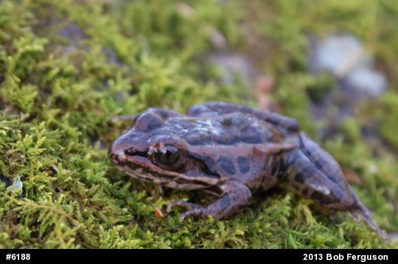 Pickerel Frog