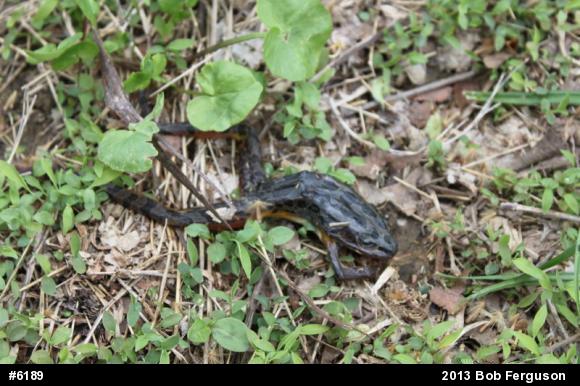 Pickerel Frog