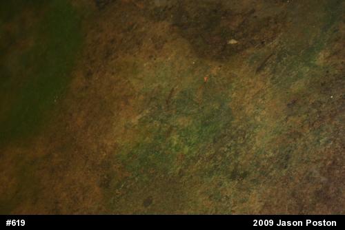 Red-spotted Newt