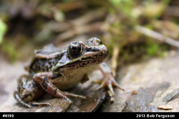 Pickerel Frog