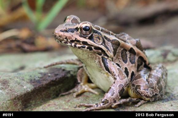 Pickerel Frog