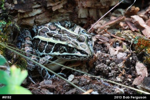 Pickerel Frog