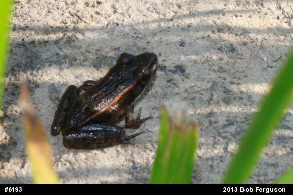 Pickerel Frog