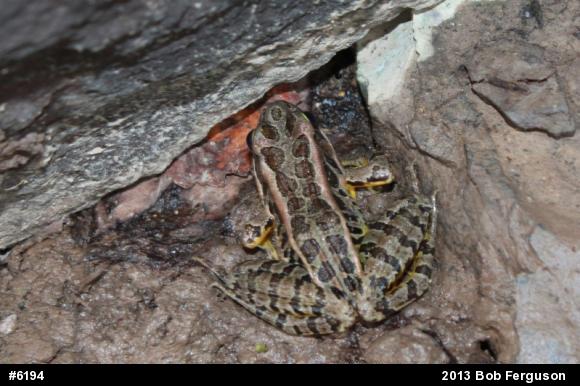 Pickerel Frog