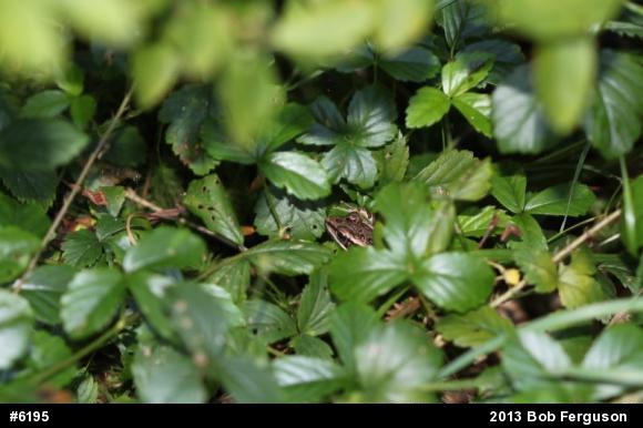 Pickerel Frog