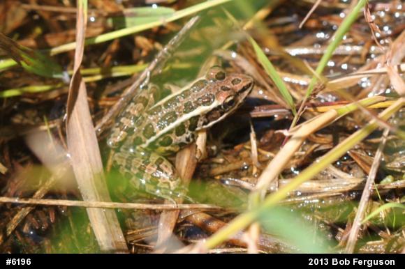 Pickerel Frog