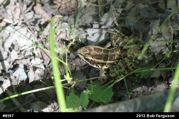 Pickerel Frog