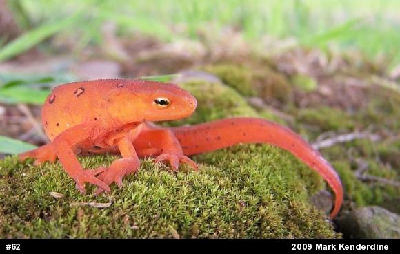Red-spotted Newt