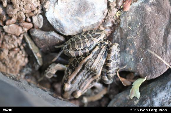 Pickerel Frog