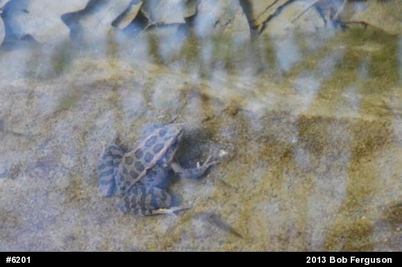 Pickerel Frog