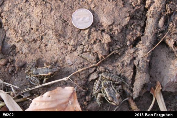 Pickerel Frog