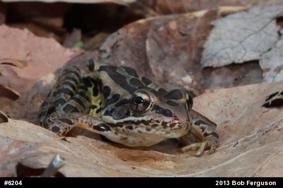 Pickerel Frog