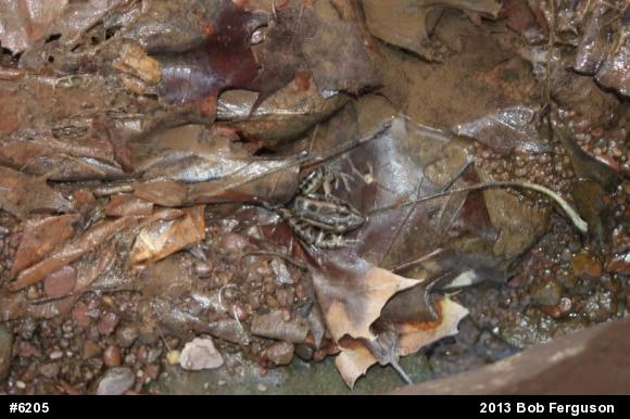 Pickerel Frog