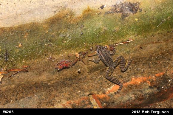 Pickerel Frog