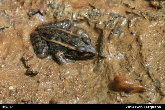 Pickerel Frog
