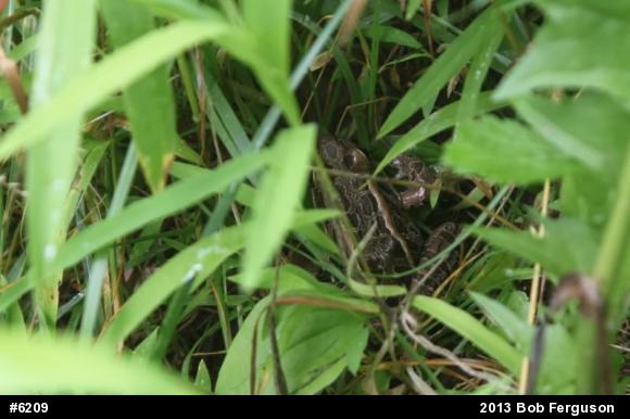 Pickerel Frog