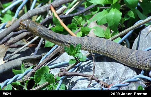 Northern Watersnake