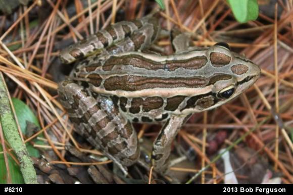 Pickerel Frog