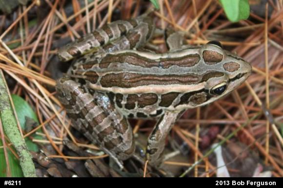 Pickerel Frog
