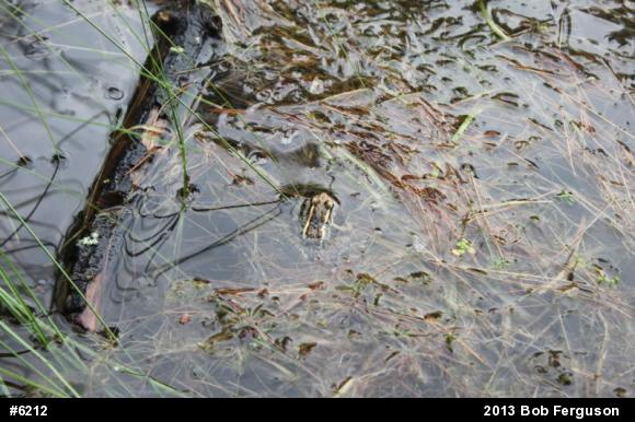 True Frogs