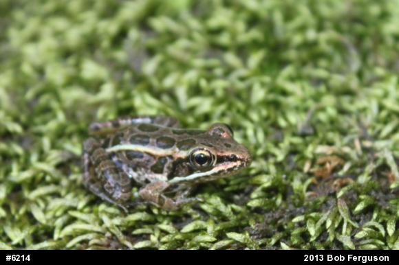 Pickerel Frog