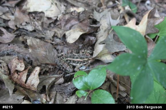 Pickerel Frog
